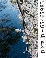 川辺の桜 65465983