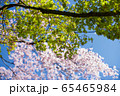 桜ともみじ 65465984