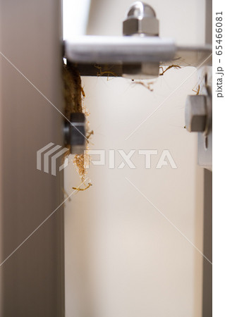 カマキリ誕生 カマキリ誕生 65466081