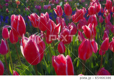 木曾三川公園のチューリップ 木曾三川公園のチューリップ 65466386