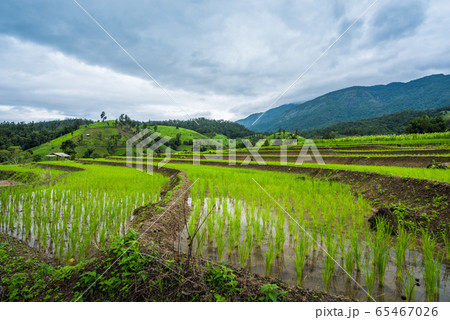 Paddy Rice Field Plantation Landscape with Paddy Rice Field Plantation Landscape with 65467026