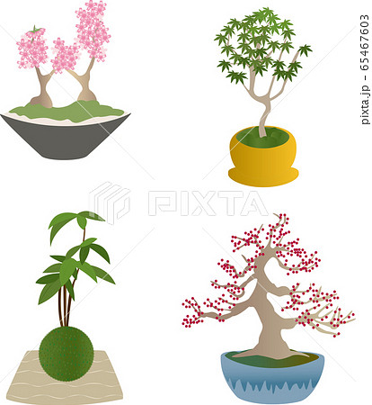 桜 紅葉 苔玉 ウメモドキの盆栽四種類のイラスト素材