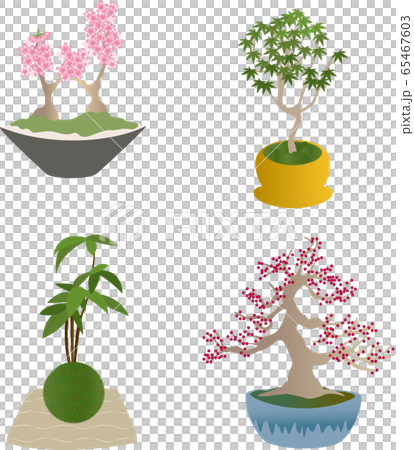 桜、紅葉、苔玉、ウメモドキの盆栽四種類 65467603