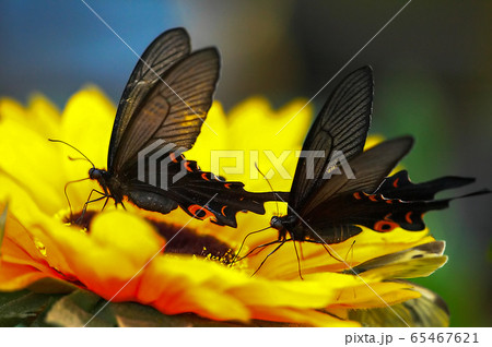花 昆虫 翼 65467621