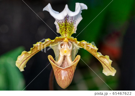 花 クローズアップ 私 65467622