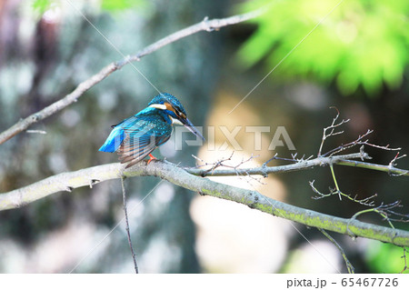 カワセミ1894 65467726