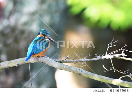 カワセミ1847- カワセミ1847- 65467968