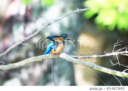 カワセミ1805 65467995