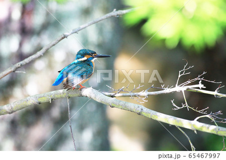 カワセミ1803 65467997