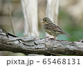 鳥 65468131