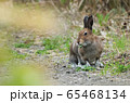 エゾユキウギ　１ 65468134