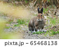 エゾユキウサギ　２ 65468138