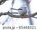 シマエナガ 65468321