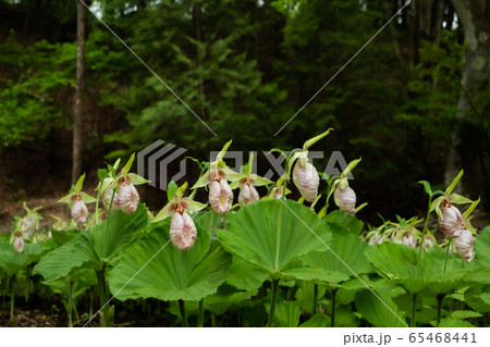満開のクマガイソウ Cypripedium japonicum Thunb 満開のクマガイソウ Cypripedium japonicum Thunb 65468441