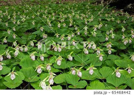 満開のクマガイソウ　Cypripedium japonicum Thunb 65468442