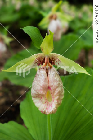 満開のクマガイソウ Cypripedium japonicum Thunb 満開のクマガイソウ Cypripedium japonicum Thunb 65468443