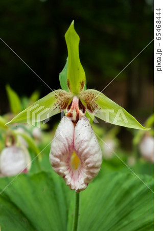 満開のクマガイソウ　Cypripedium japonicum Thunb 65468444