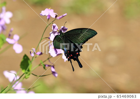 カラスアゲハ ♀とハナダイコン② 65469063