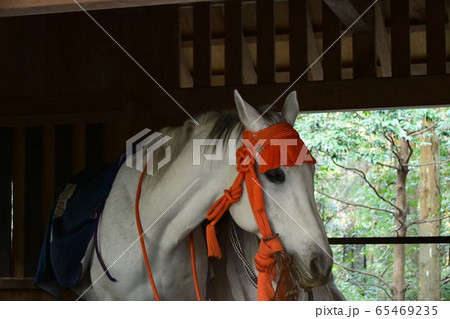 伊勢神宮 外宮 神馬 伊勢神宮 外宮 神馬 65469235