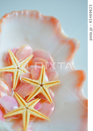 夏の海岸で拾った幸運を呼ぶ桜貝の思い出 65469623