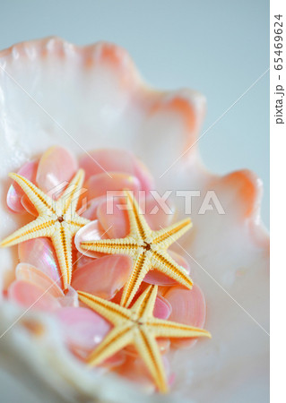 夏の海岸で拾った幸運を呼ぶ桜貝の思い出の写真素材