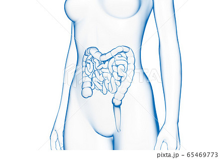人間の腸 女性の大腸 小腸 3dモデルのイラスト素材