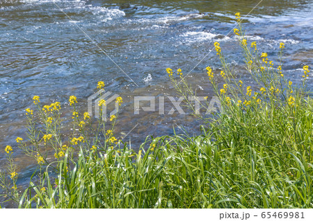 河原に咲く菜の花 65469981