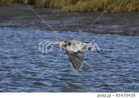 オオアオサギ オオアオサギ 65470436