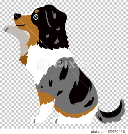 Australian Shepherd holding hands beside main line Australian Shepherd holding hands beside main line 65470438