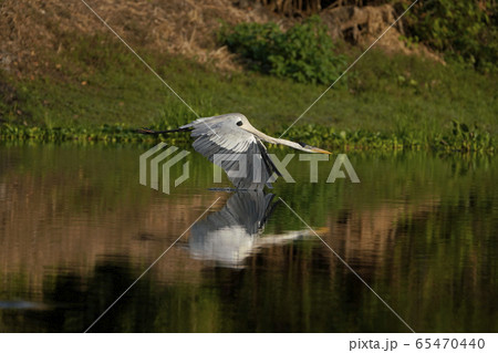 オオアオサギ 65470440