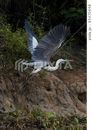 オオアオサギ 65470448