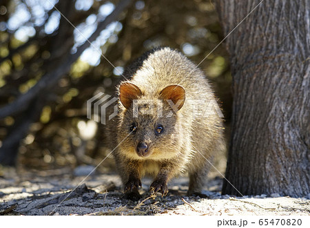 クアッカワラビー クアッカワラビー 65470820