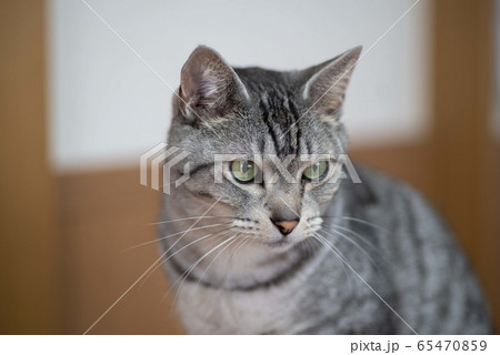 見つめるネコ サバトラ猫 見つめるネコ サバトラ猫 65470859