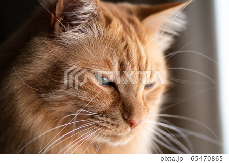 カワイイ猫　茶トラ猫 65470865