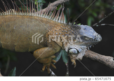 グリーンイグアナ グリーンイグアナ 65471075
