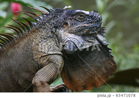 グリーンイグアナ 65471078
