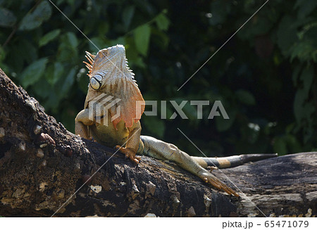 グリーンイグアナ 65471079