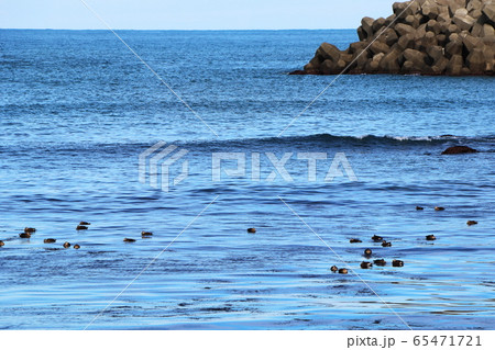 日本海に浮かぶカモメの群れ 65471721
