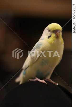 セキセイインコ 65472664