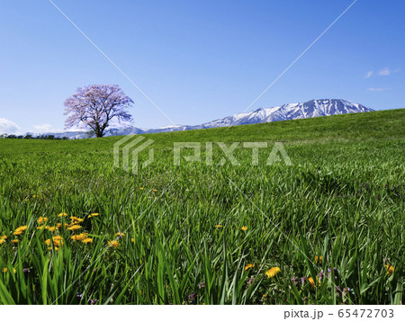 岩手県　小岩井農場　一本桜 65472703