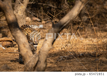 Huge male leopard or panther or panthera pardus fusca walking in jhalana forest reserve, jaipur, rajasthan, india Huge male leopard or panther or panthera pardus fusca walking in jhalana forest reserve, jaipur, rajasthan, india 65472851