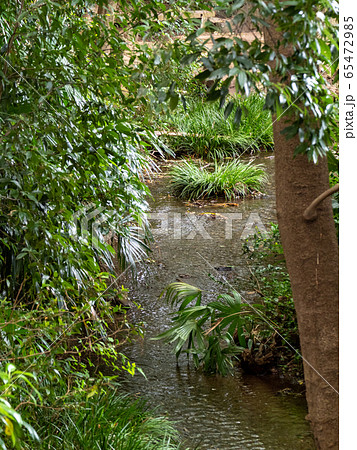 竹林公園の豊かな湧水の景色　東京の名湧水57選 65472985