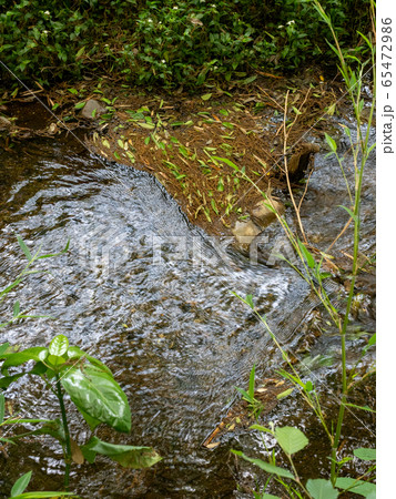 竹林公園の豊かな湧水の景色　東京の名湧水57選 65472986