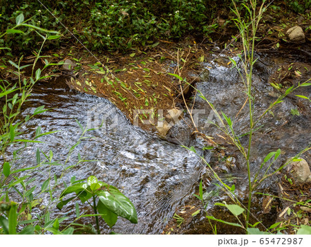 竹林公園の豊かな湧水の景色　東京の名湧水57選 65472987