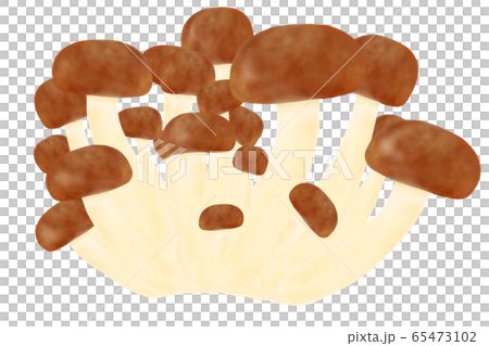 Beech Shimeji 65473102