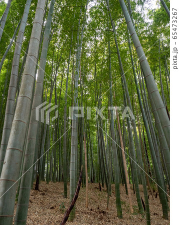 初夏の美しい竹林の景色　新緑と新芽・筍 65473267