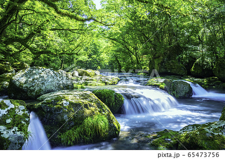新緑が美しい菊池渓谷 新緑が美しい菊池渓谷 65473756