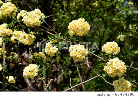 モッコウバラ(木香薔薇) モッコウバラ(木香薔薇) 65474290