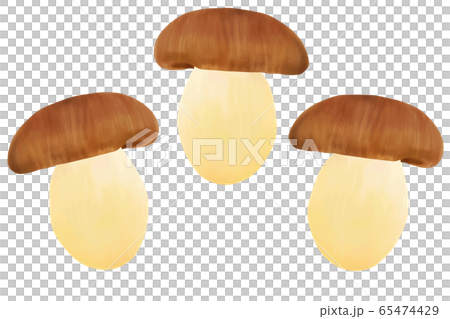 漢離褶傘菇 漢離褶傘菇 65474429