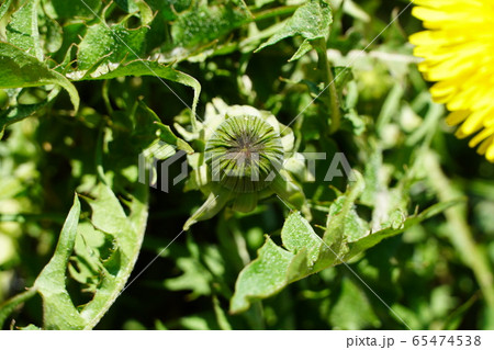 道端に咲いているたんぽぽの花 道端に咲いているたんぽぽの花 65474538